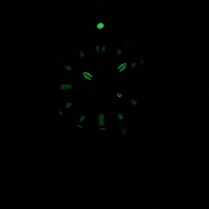 Invicta Pro Diver 2961 Lady Abyss Quartz Women's Watch